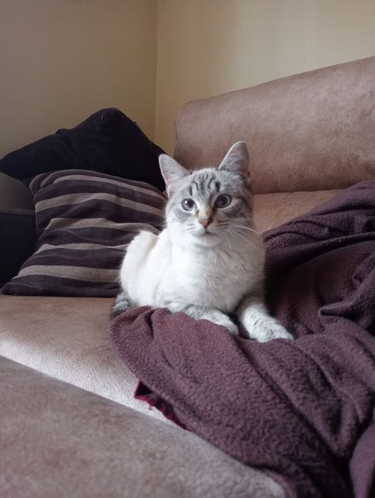 ESTERILIZADA | Gatinha juvenil disponível para adoção responsável