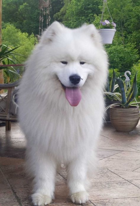 Suczka samoyed ZKwP