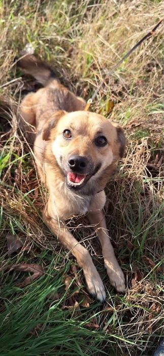 Zaginął pies Homerek