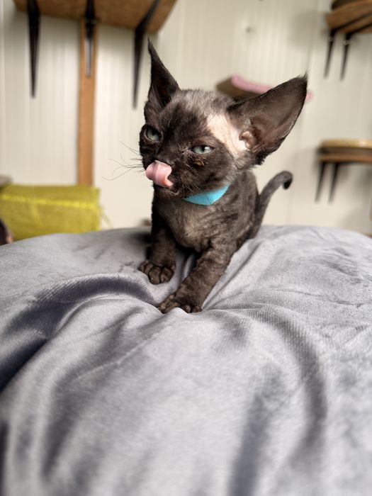 Devon rex kotek/kotka FPL