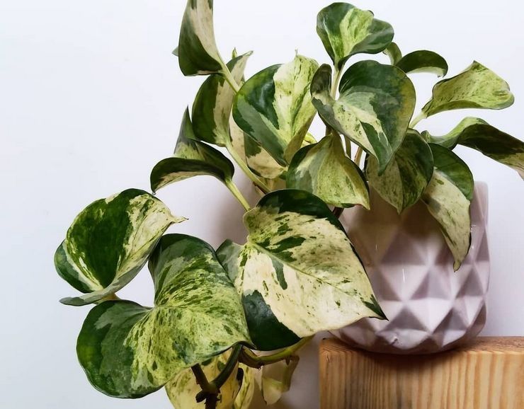 Сциндапсус,  епіпремнум (різні види)