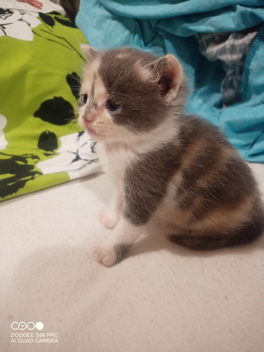 Шотландська принцеса трьох кольорного окрасу  для благополуччя