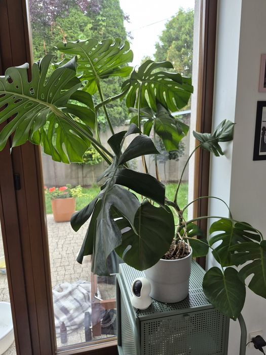 Duża  efektowna Monstera
