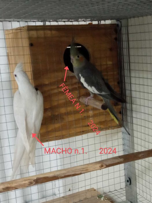 calopsitas caturras para cedência