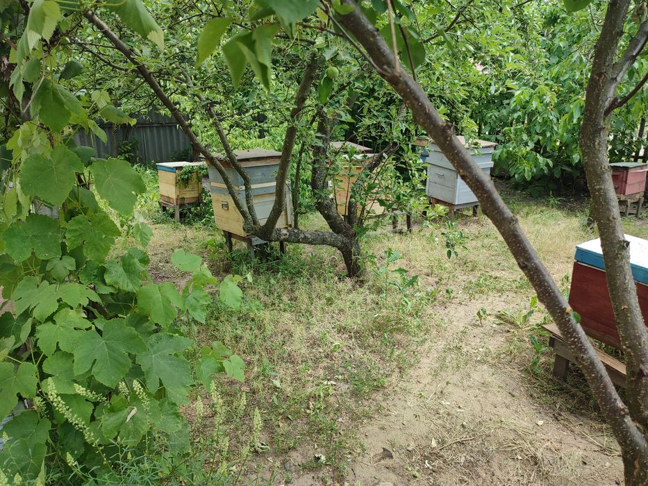 Продам власну пасіку