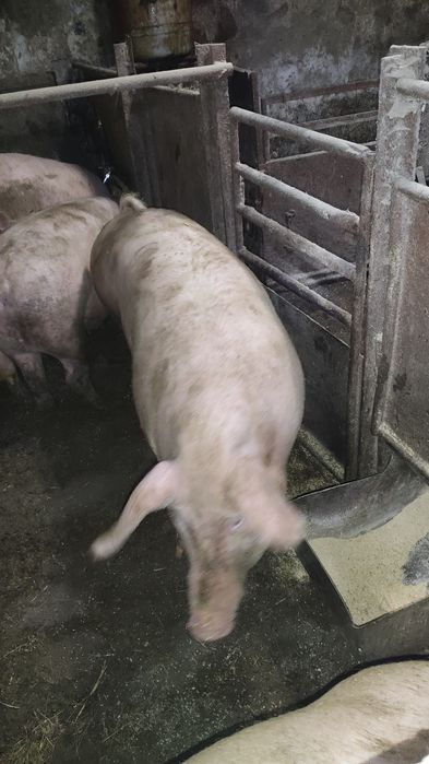 Продам свиней живою вагою.