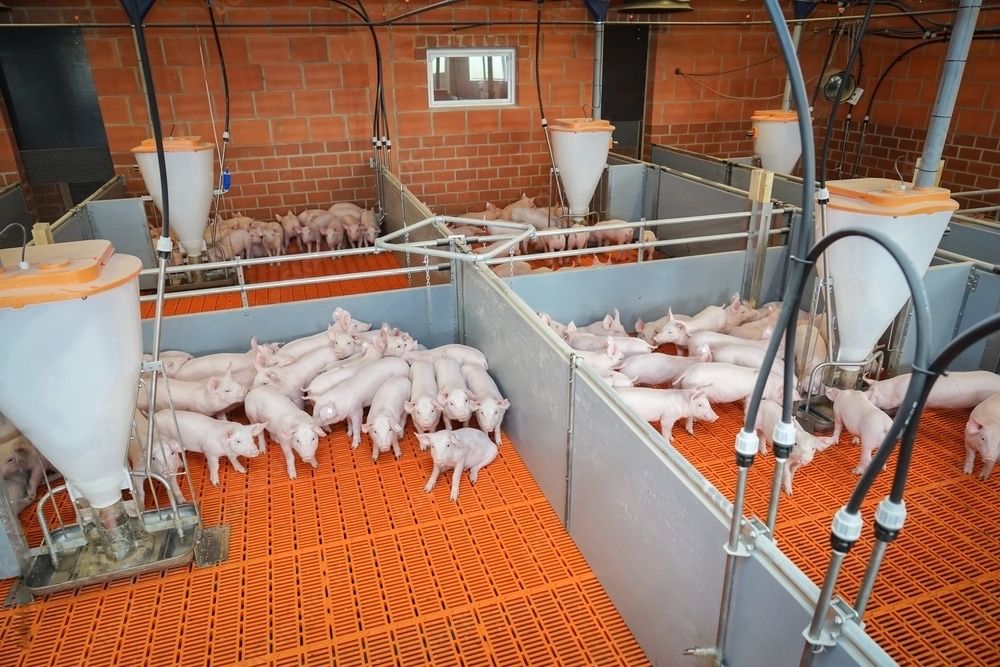 Продаємо поросята Ландрас петрен