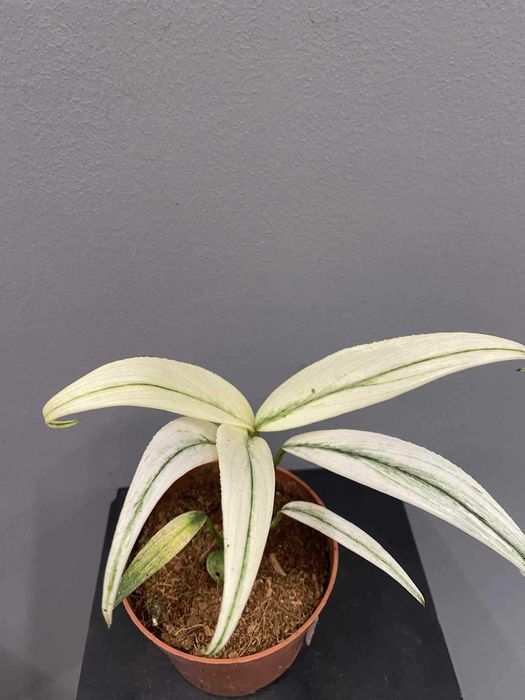 Epipremnum Amplissimum Variegata