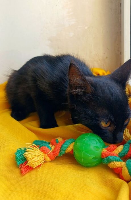 в добрые руки котенок. Котята ищут дом