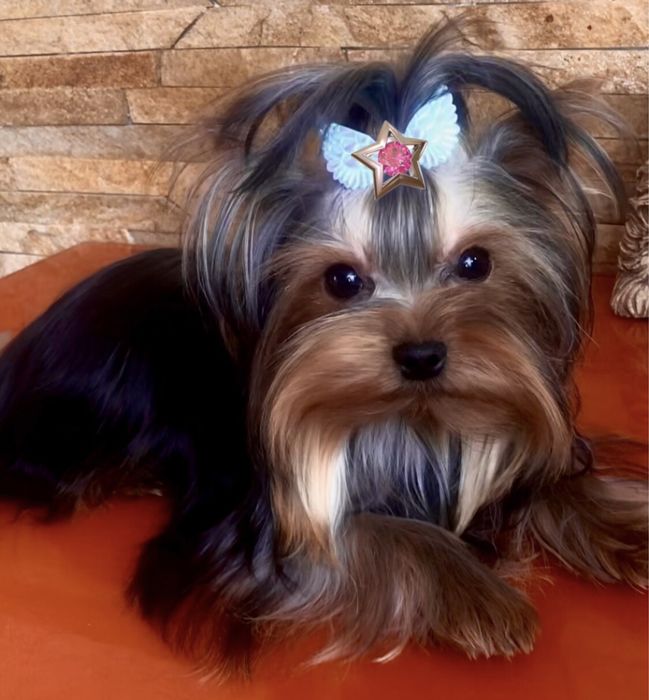 Міні йоркширський тер’єр.