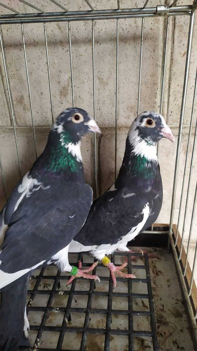 Gołebie pocztowe w roznych barwach