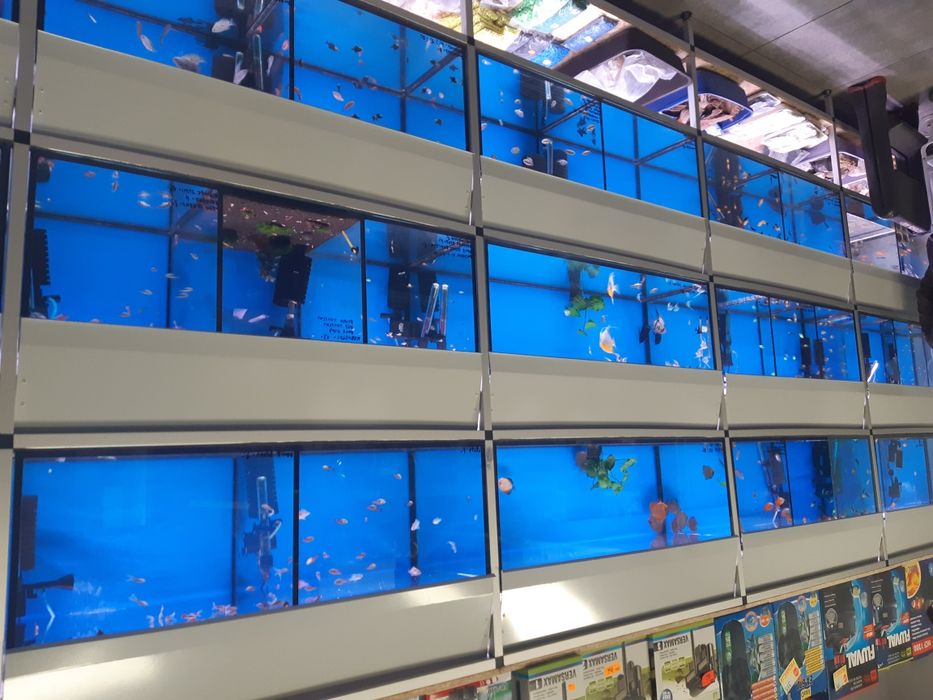 Danio Pręgowany (welon)