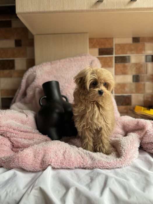 Мини деаочка мальтипу до 2 кг