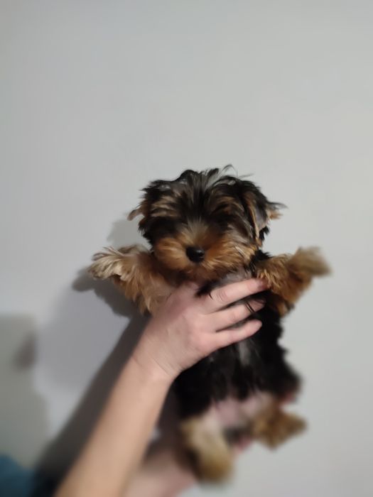 Йорки, 2 мальчика. КСУ.