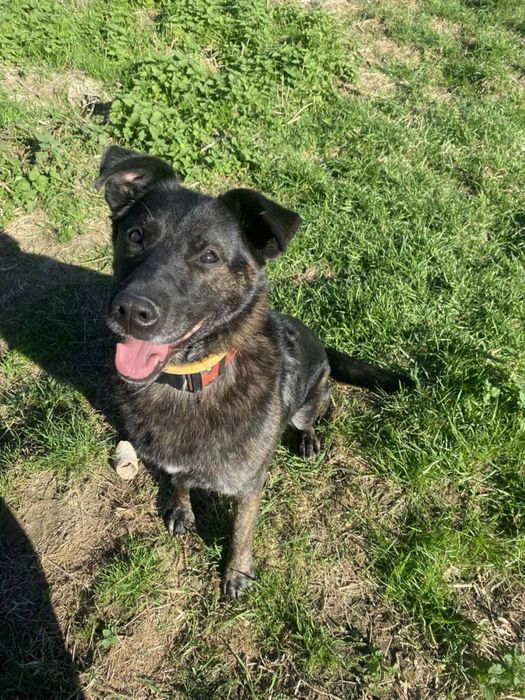 Kochany słodziakAzi szuka domku