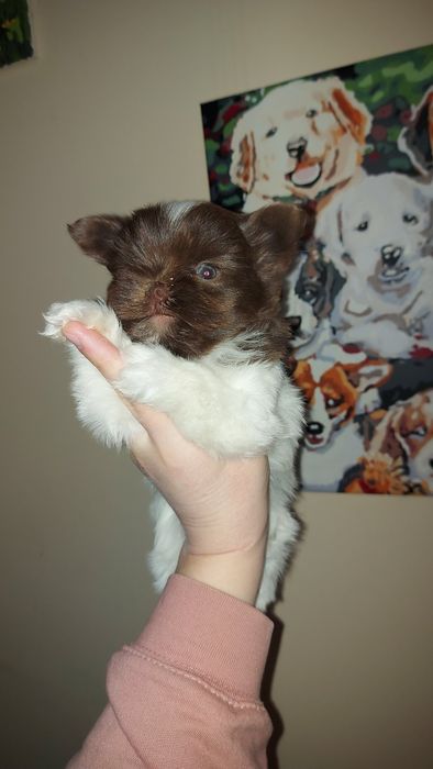 Кукольний міні біро йорк хлопчик. Шоколадне щастя.