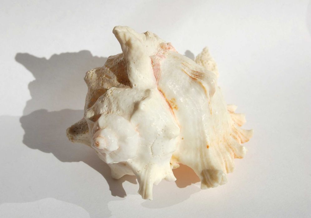 Muszla morska Murex Ramosus dł. 11,7 cm, marynistyka
