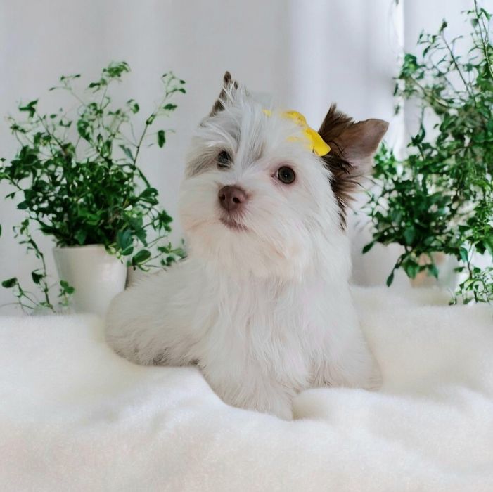 Yorkshire terrier Biro, cudowny śnieżnobiało czekoladowy Opal