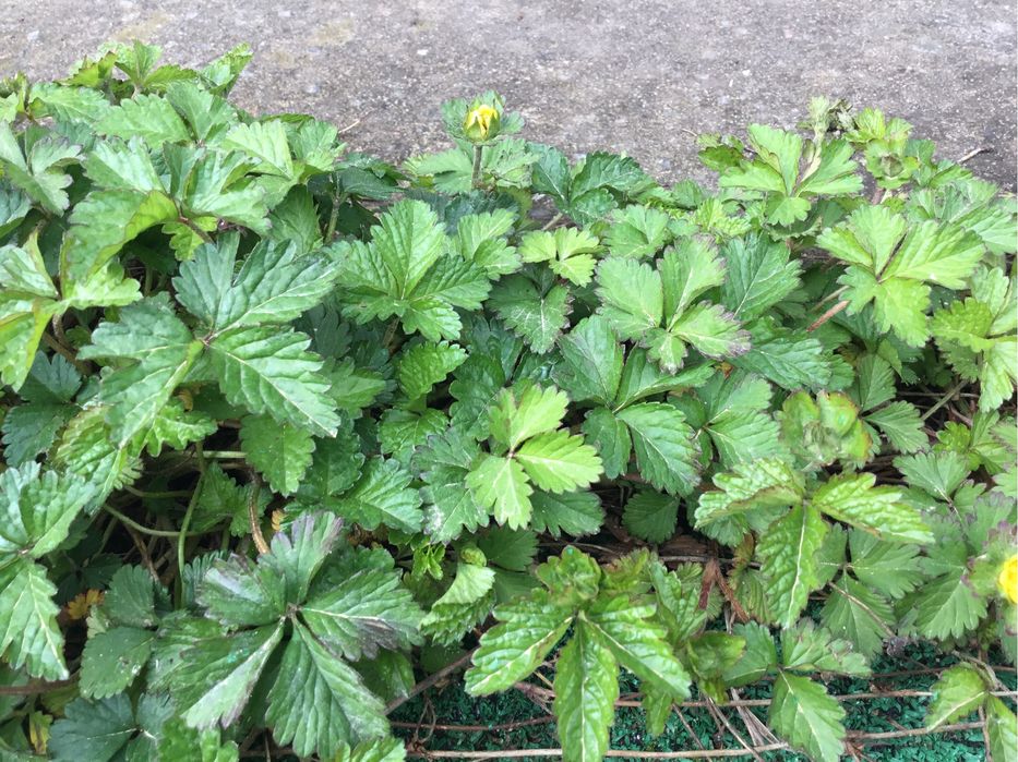 Дюшенея индийская: 2 грн. - Сад / город Петропавлівська Борщагівка на Olx