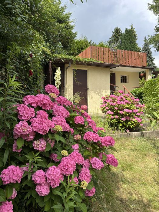 Ogródek dzialkowy ROD Orlik Gdańsk Jasień Adamowicza