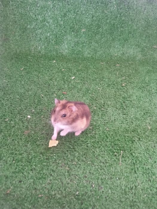 Hamsters anão russo