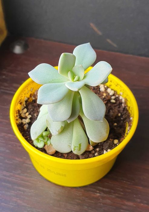 Продам излишки суккулентов