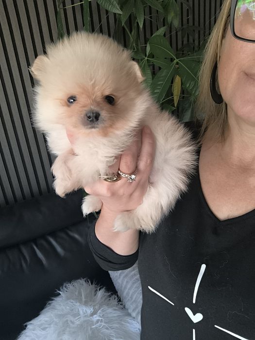 Spitz anão.Lulu da Pomerânia. Menino Mini com LOP e Afixo