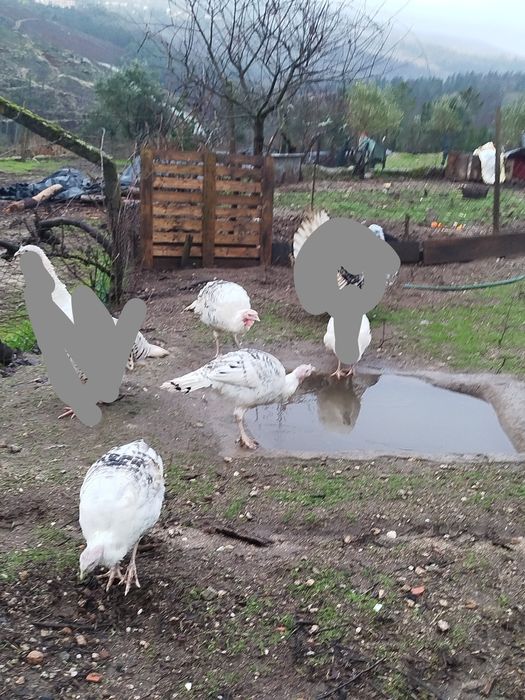 Perus de campo grandes