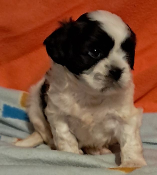 Shih Tzu miniatura