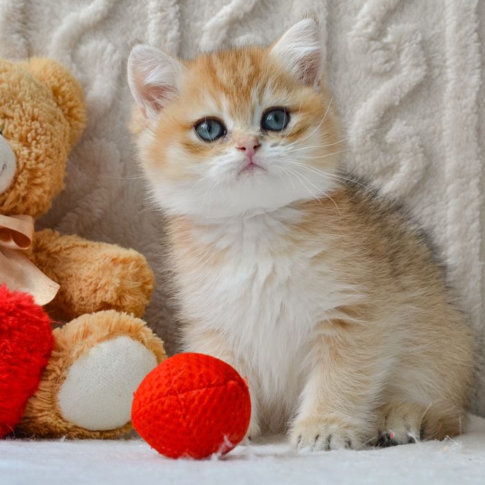Розкішний золотистий котик