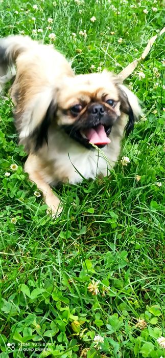 Пекінес  для в'язки.