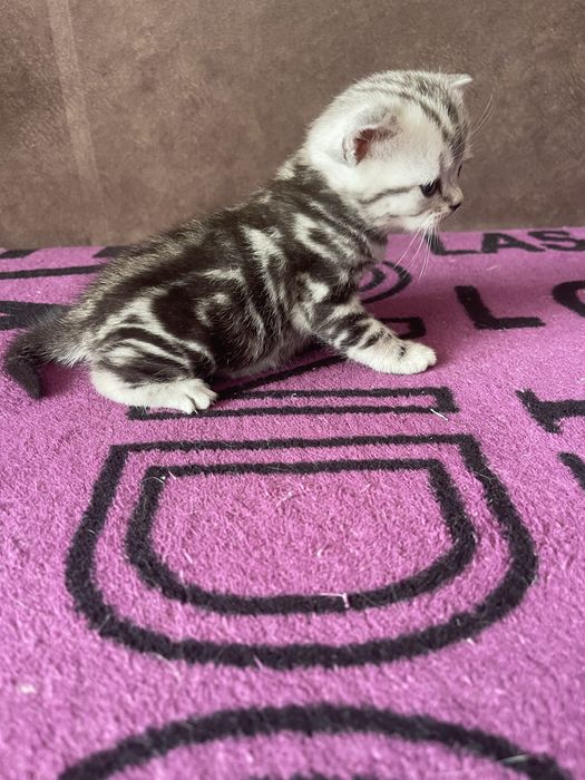 Шотландські кошенята