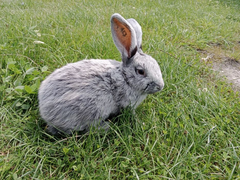 Samiec WJS rodowód wysyłka