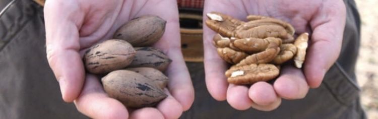 Продам Саженцы  ореха ПЕКАН Привитые и черенки Голандия