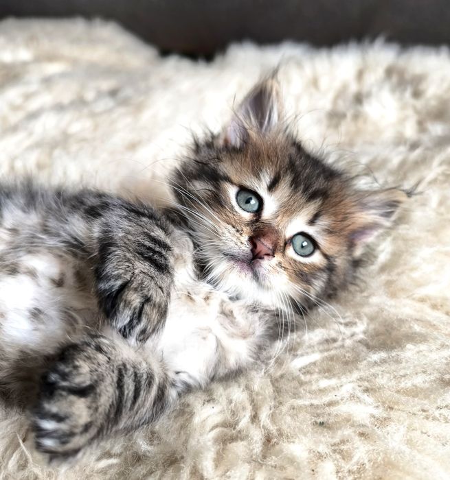 Кошенята  мейн-кун