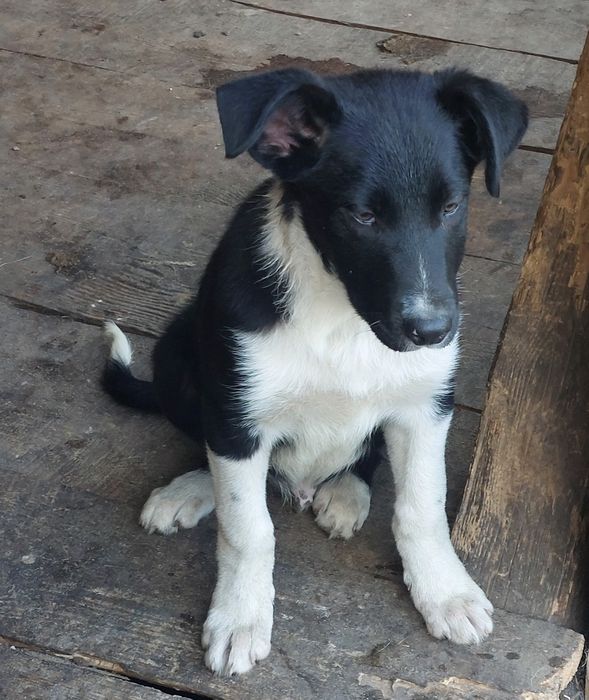 Piesek Border collie