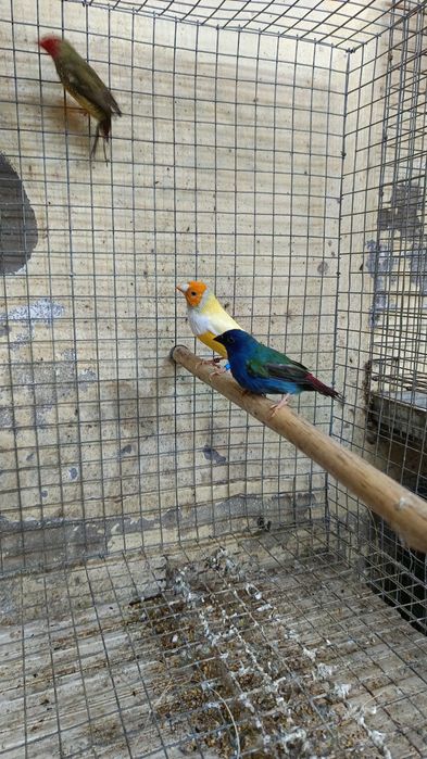 Machos diamante gould