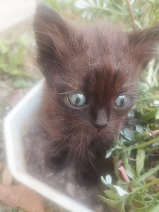 Подарую сибірських котят