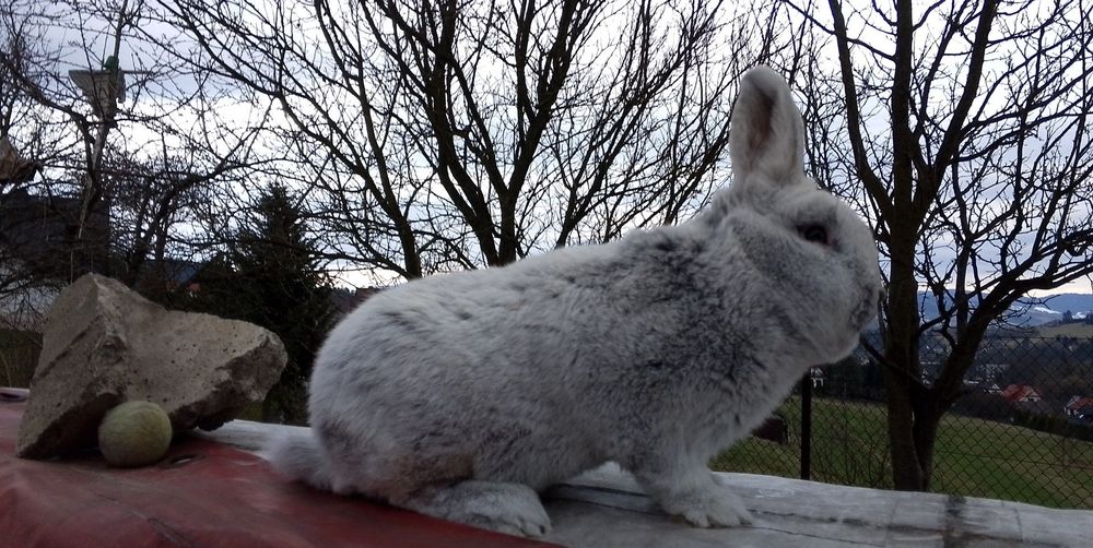 Sprzedam samca wjs 96.0