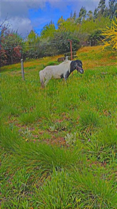 Mini ponei inteiro muito mansinho