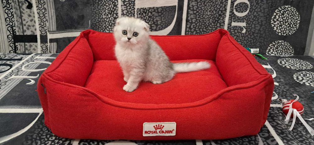 Вислоухая плюшевая девочка модного окраса серебристая шиншилла.