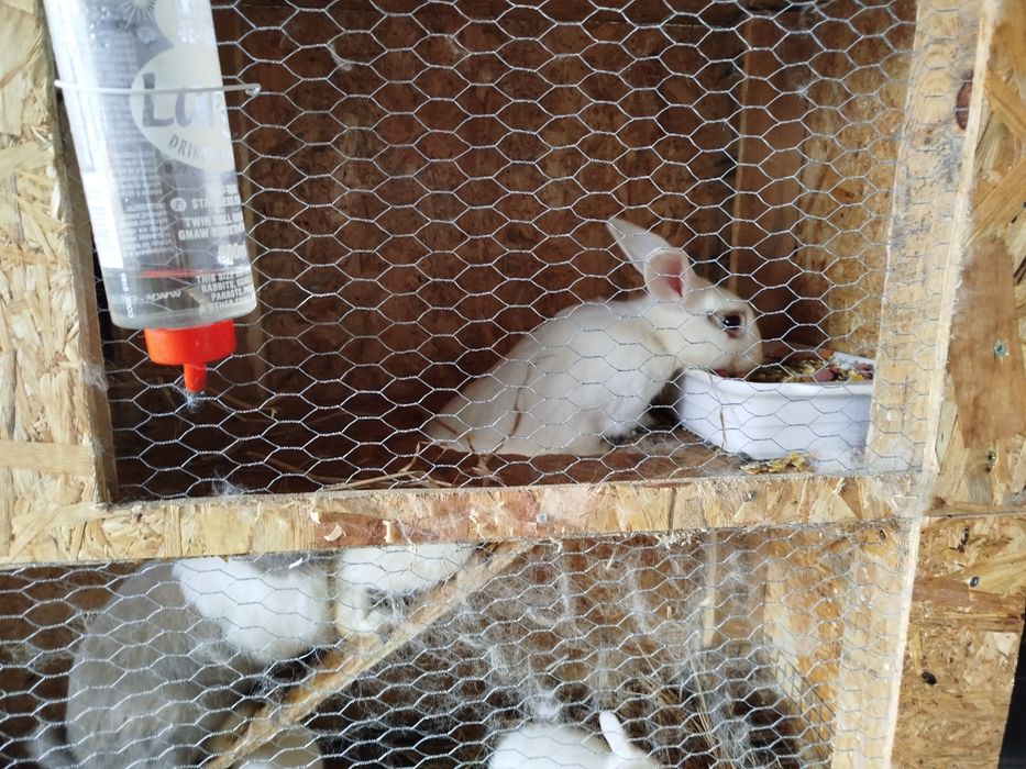 Coelhos anões novos