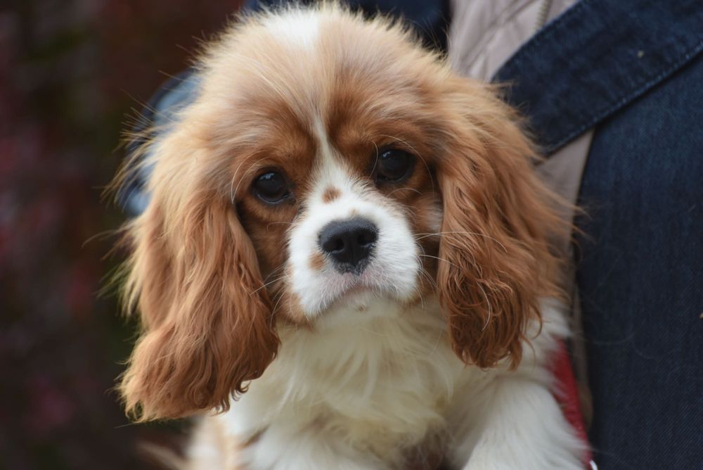 Cavalier rodowód ZKwP/FCI