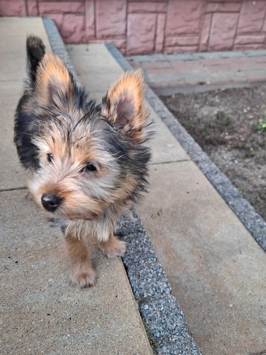 YorkShirre Terrier z Rodowodem Piesek