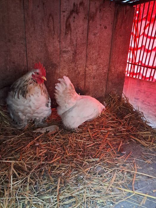 Kogut kura liliputki kochin