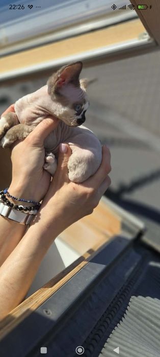 Kocurek Devon Rex do rezerwacji