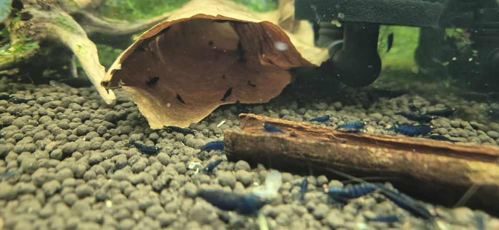 Krewetki Royal Tiger OE carerdina