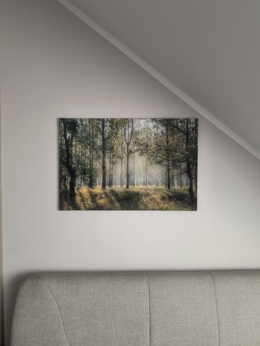 Obraz na płótnie Las, drzewa Prezent dekoracja salonu
