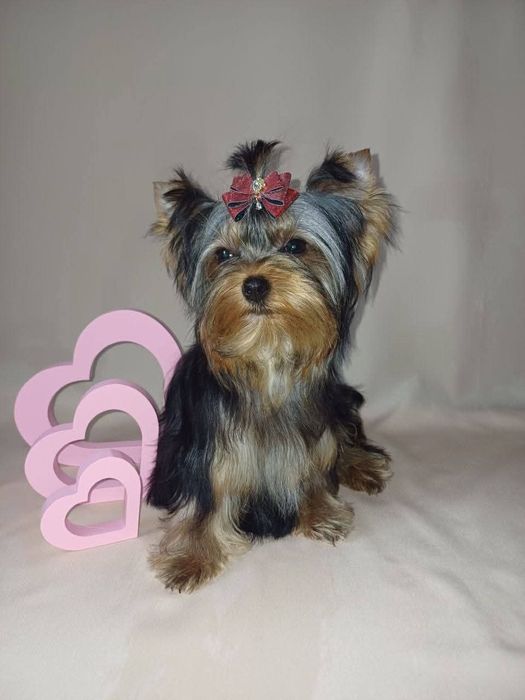 Йоркширський тер'єр