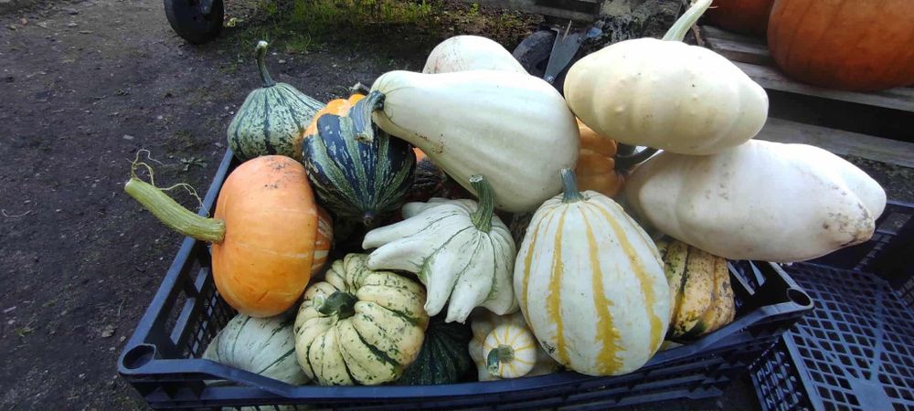 Dynia, dynie, dynie ozdobne